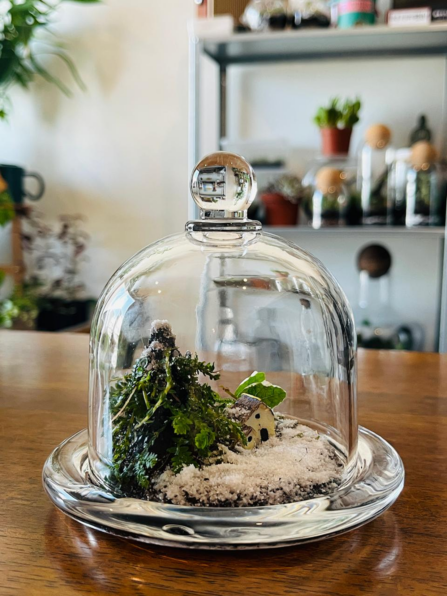 Luxury handcrafted Evergreen Christmas Terrarium UAE – natural living gift with moss, Selaginella, and Ficus pumila inside clear dome