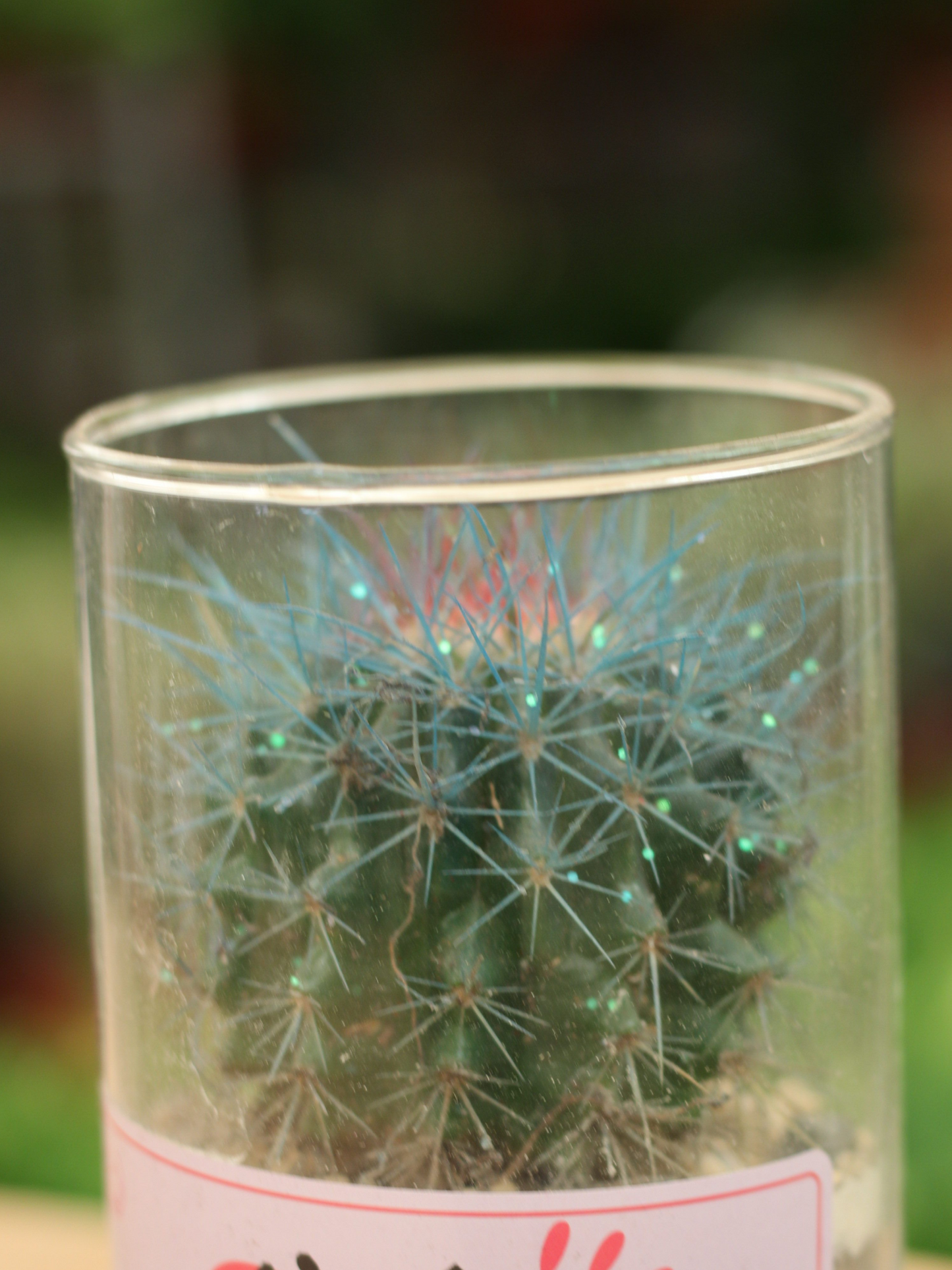 Glitter Cactus Tabletop Gift