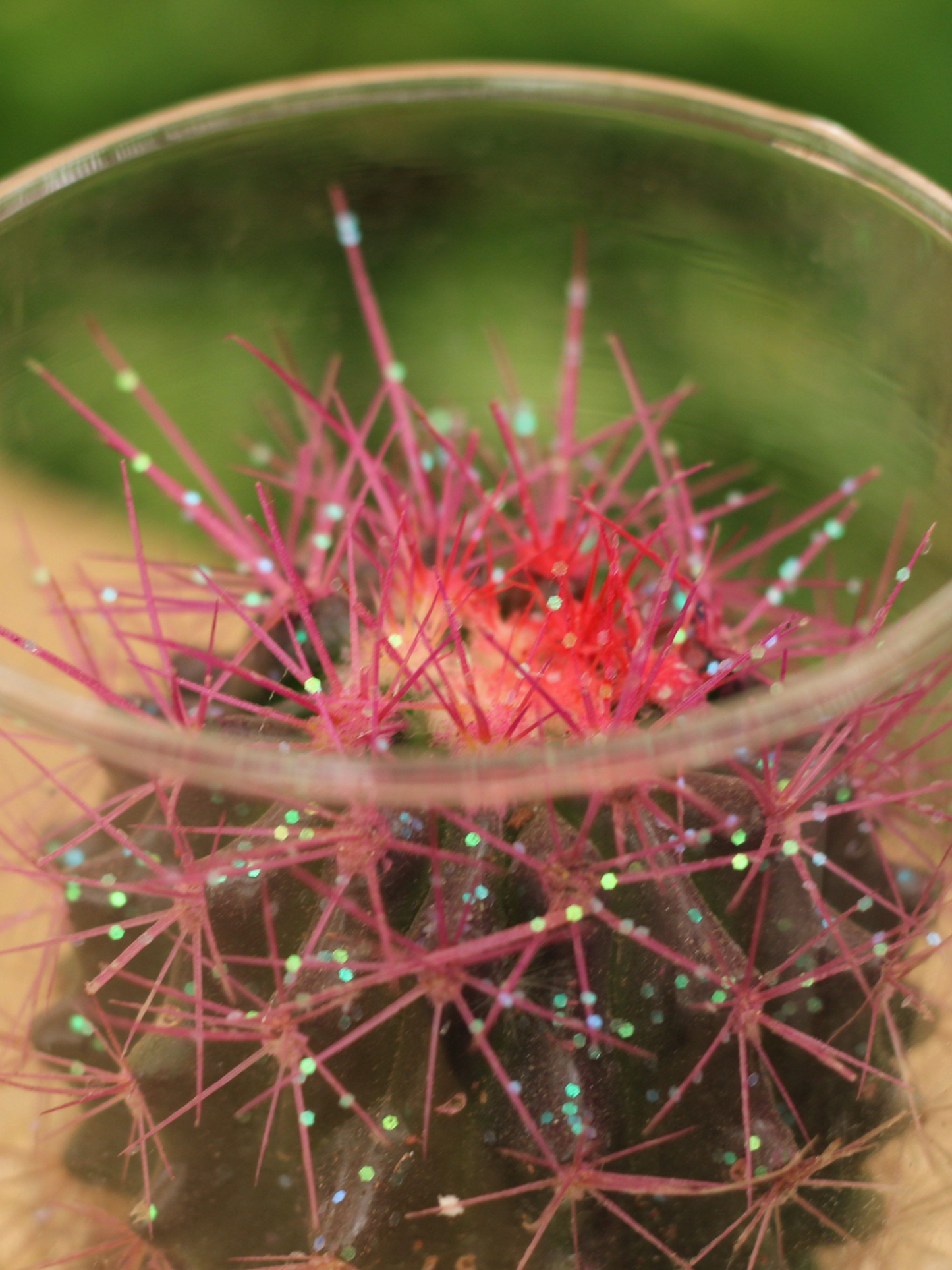 Glitter Cactus Tabletop Gift