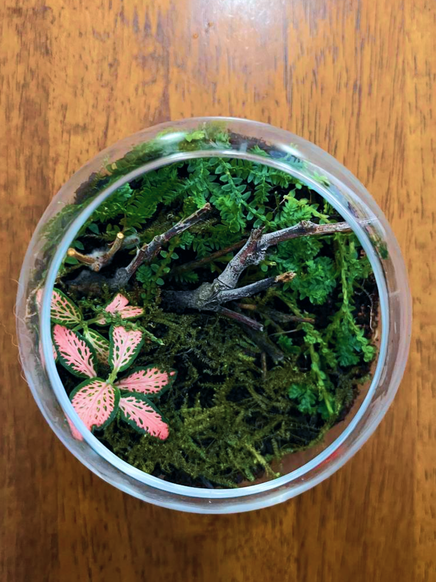 Mini Forest – Calm Terrarium by Lilli Plants Dubai. Perfect Gift