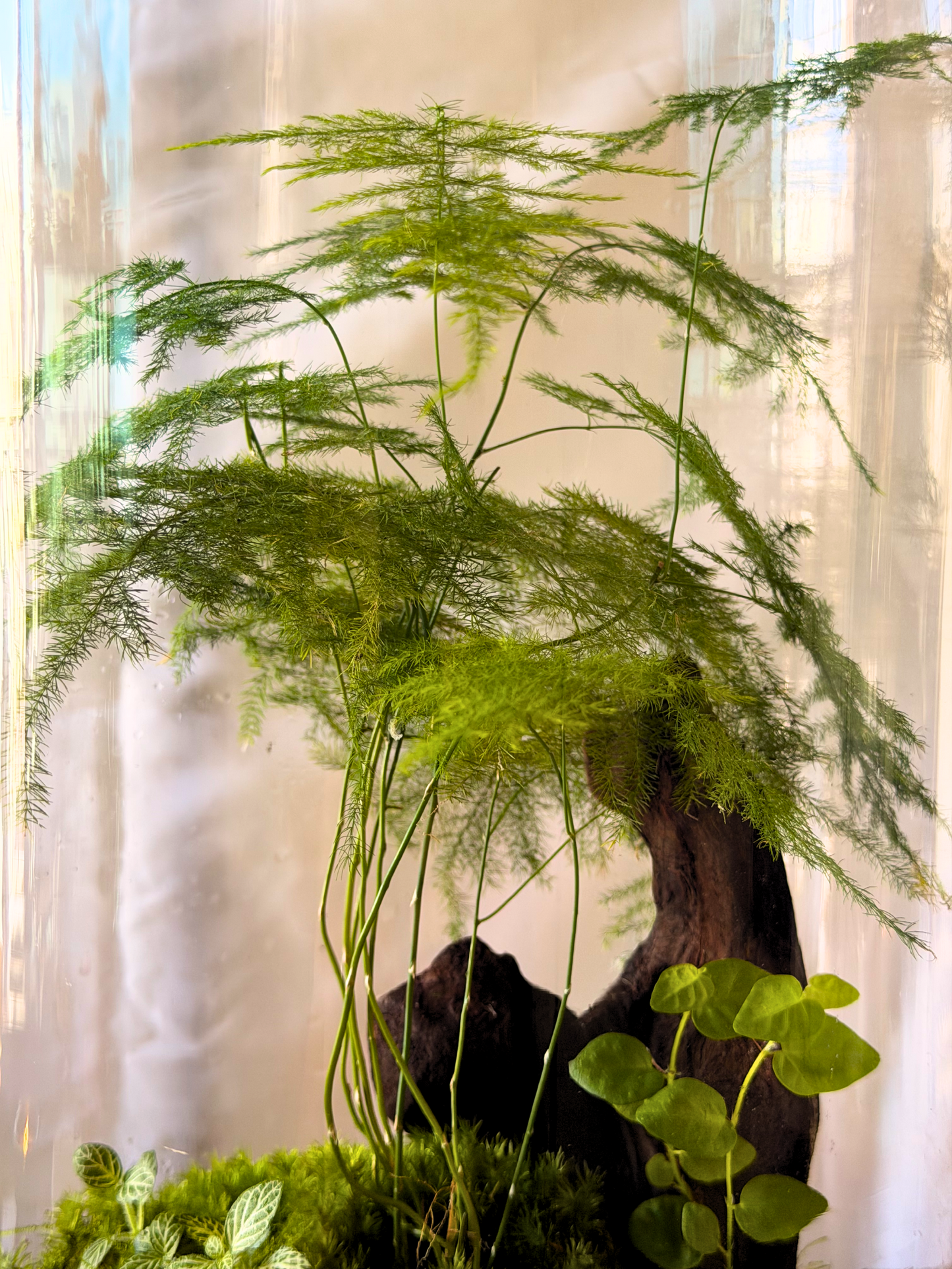 Green fern plant in Premium indoor ecosystem terrarium designed for luxury home and office décor in Dubai by Lilli Plants.