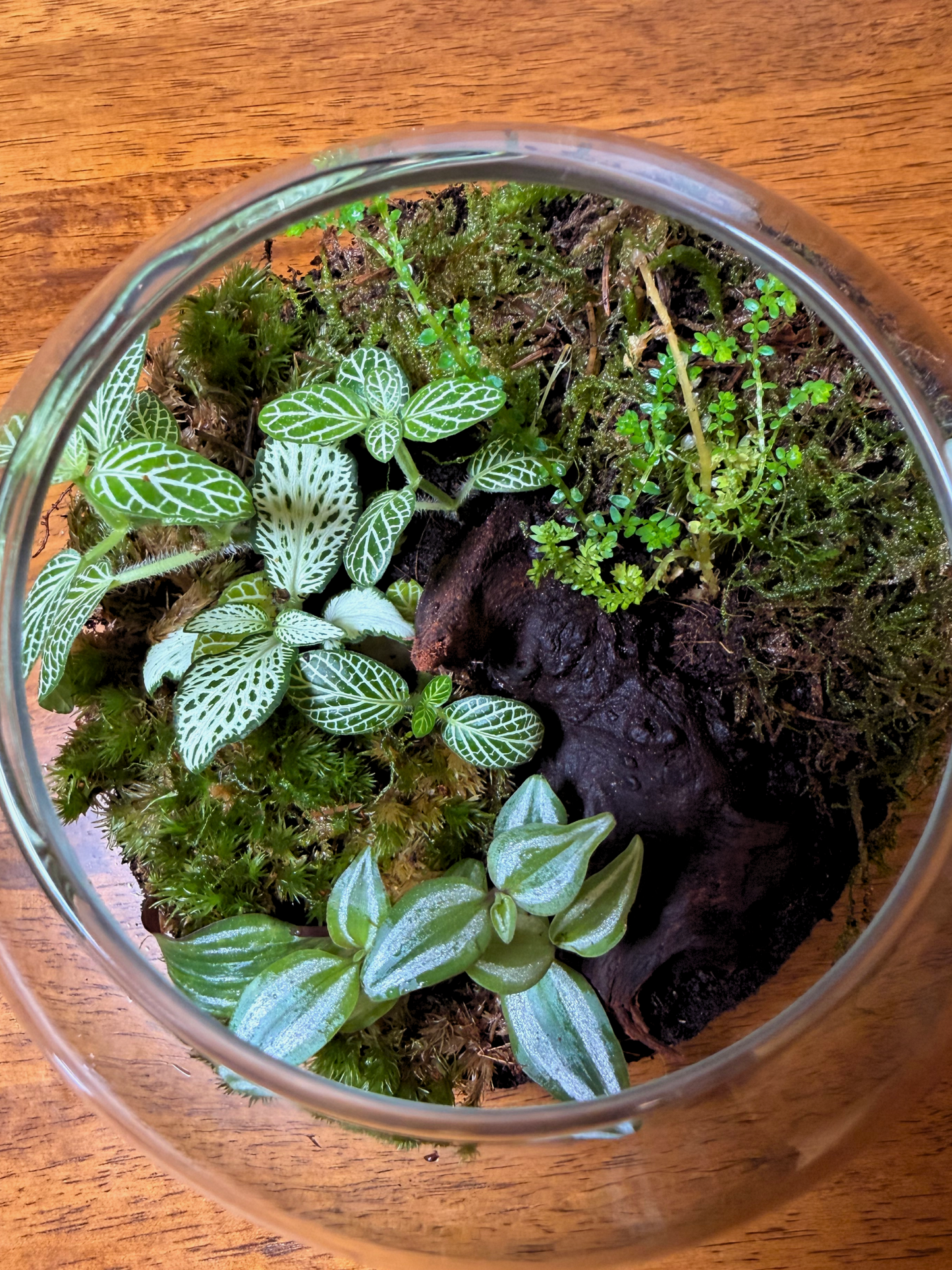 Luxury moss terrarium in clear glass bowl with lid – premium soil mix and drainage system by Lilli Plants UAE