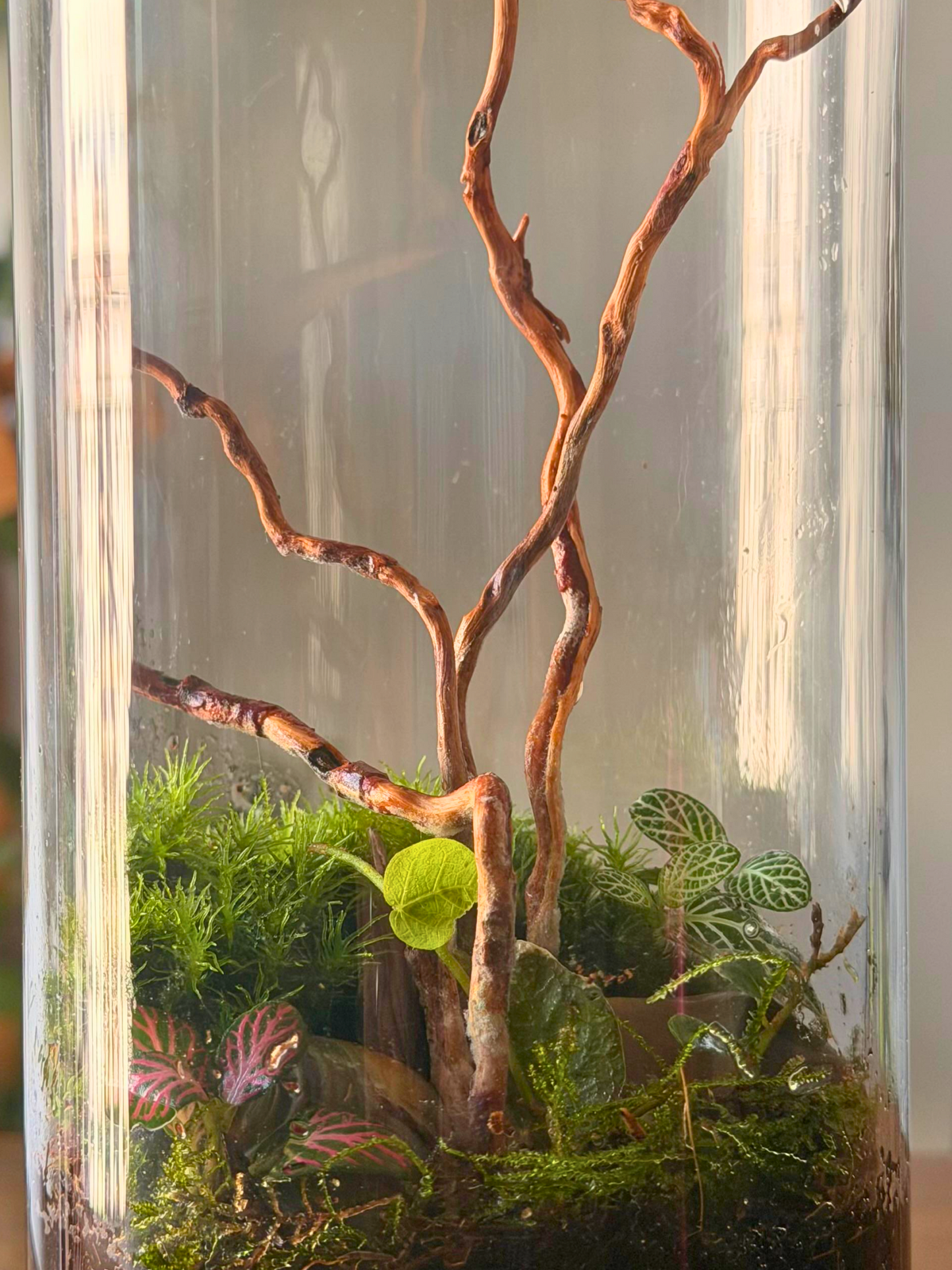 Lilli Plants Mystic Moss Tower – Serene greenery décor and ideal for Ramadan
