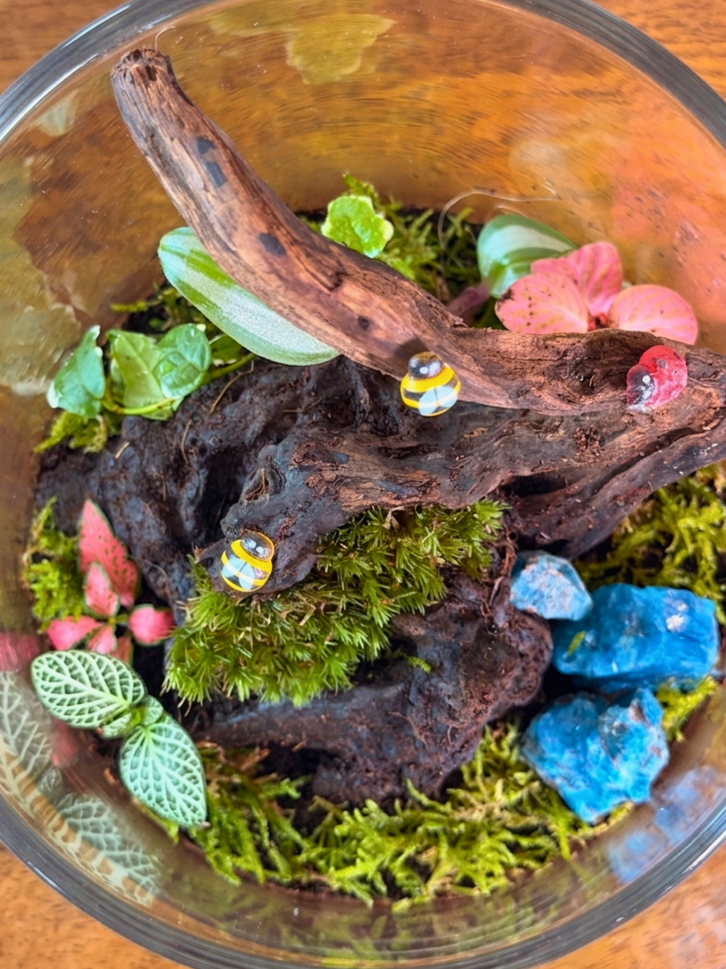 modern home decor terrarium with lush moss and colorful fittonia