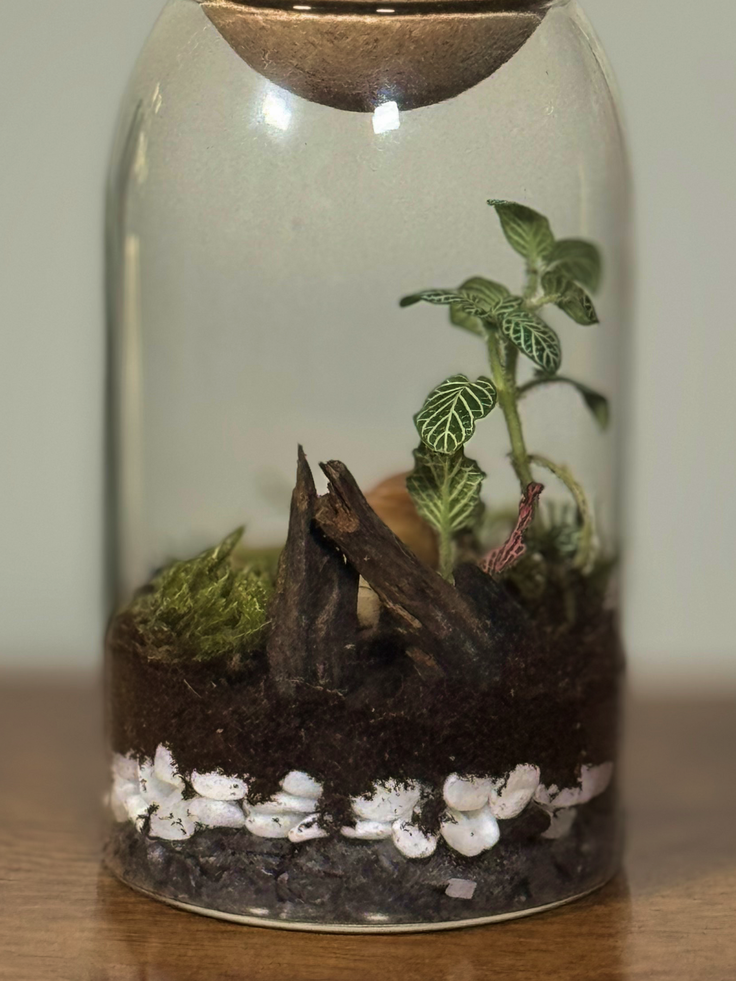buy Terrarium in Dubai with plants, soil, and decorative elements inside a glass container.