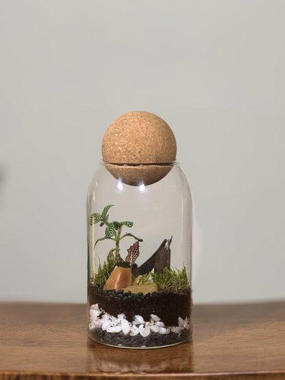 Small terrarium with plants inside a glass jar on a wooden surface buy in dubai uae