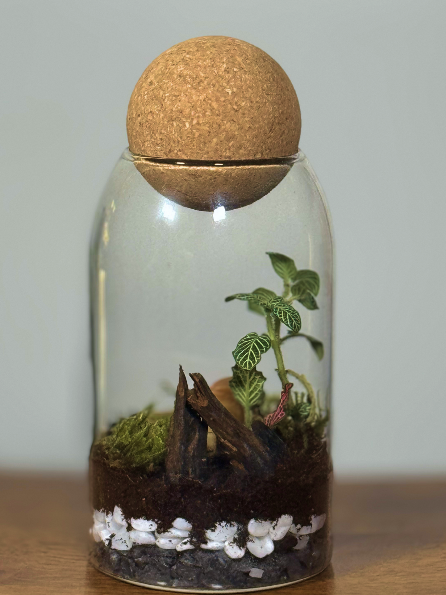 Terrarium with plants and a cork lid in Dubai