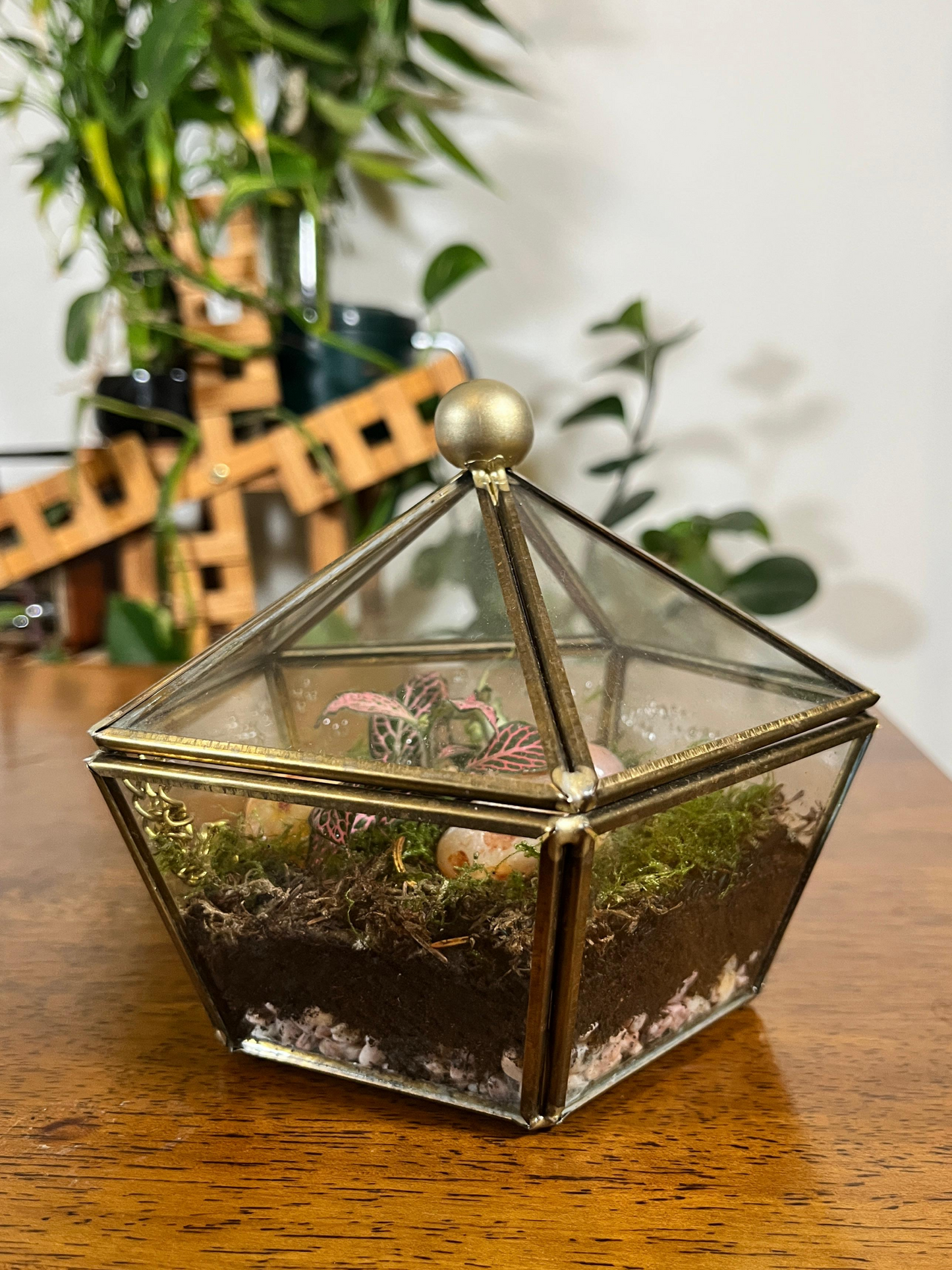 Geometric vintage glass terrarium with indoor plants by Lilli Plants UAE
