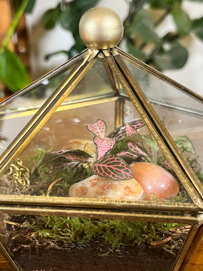 Handmade apex glass terrarium with fittonia and moss by Lilli Plants Dubai