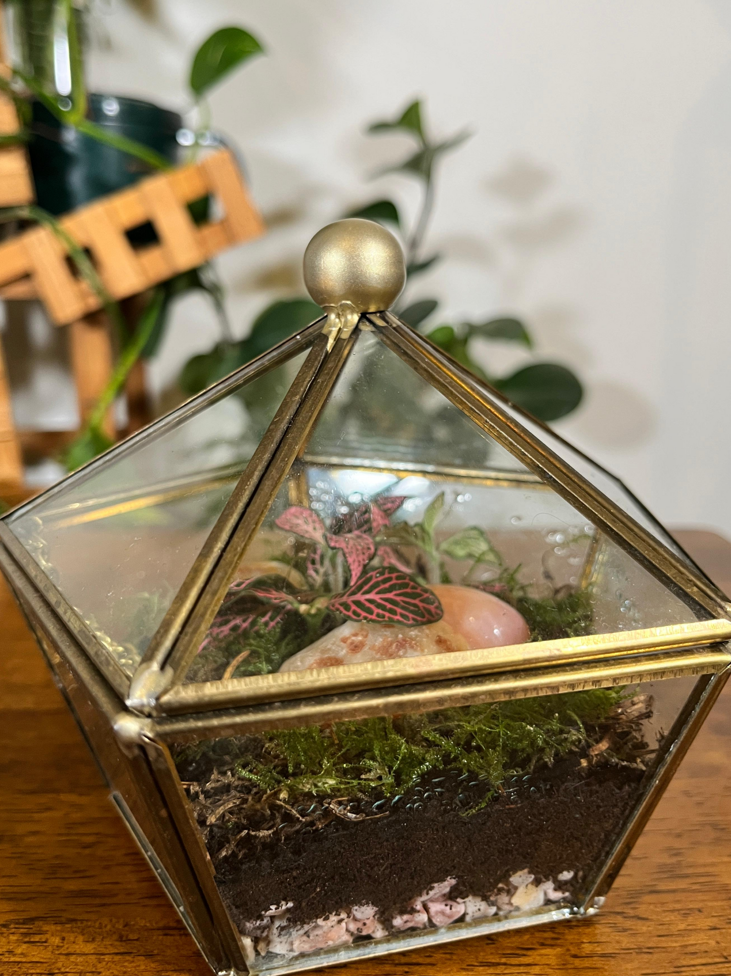 Luxury indoor plant terrarium in vintage glass design for gifting in UAE