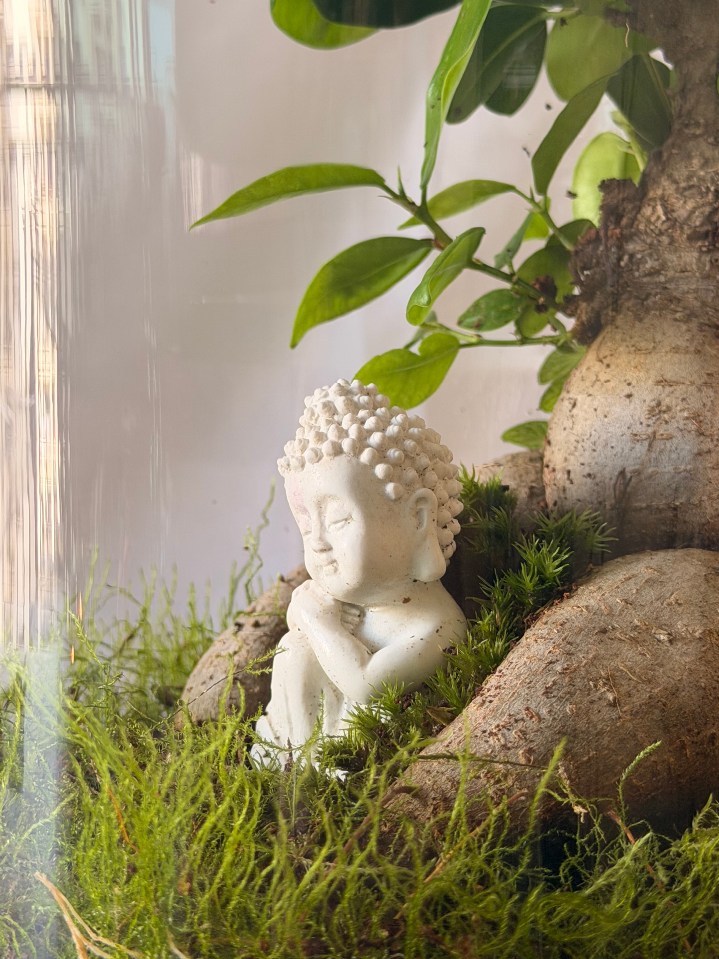 Buddha bonsai terrarium featuring Ficus Ginseng, green and red Fittonia, and lush moss inside a clear cylinder glass.