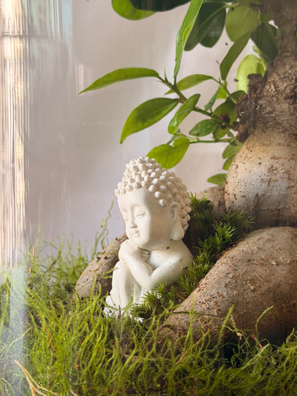 Buddha bonsai terrarium featuring Ficus Ginseng, green and red Fittonia, and lush moss inside a clear cylinder glass.