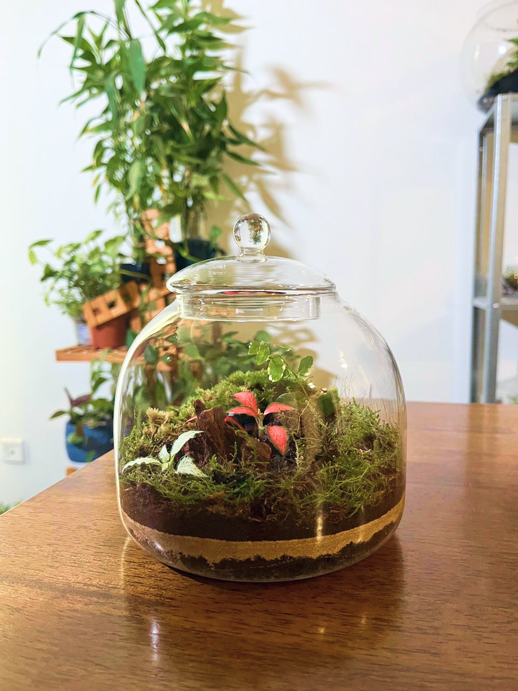 Lilli Plants handcrafted glass terrarium featuring moss, fittonia, and layered sand décor