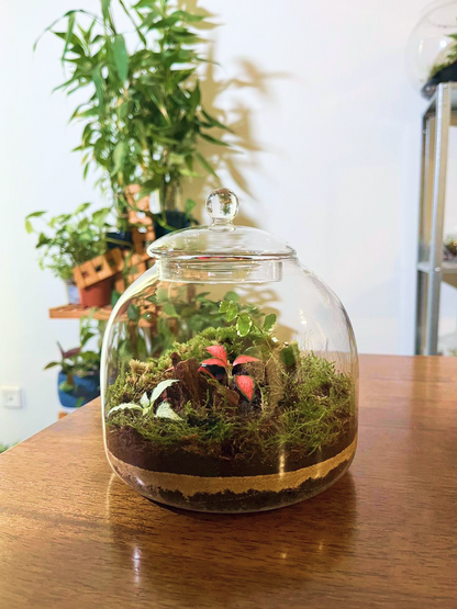 Lilli Plants handcrafted glass terrarium featuring moss, fittonia, and layered sand décor