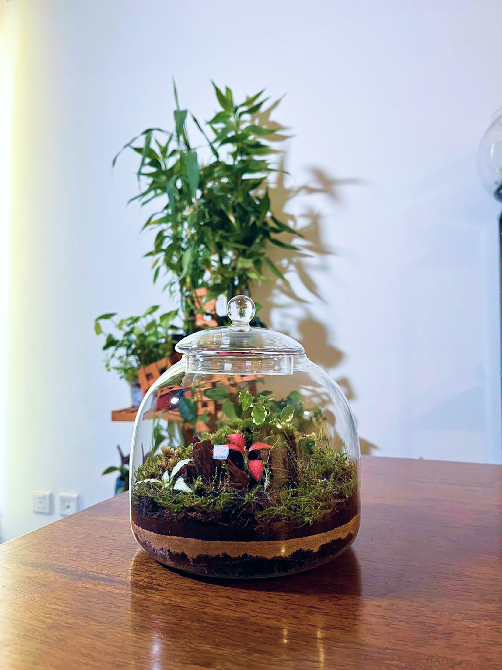 Glass moss terrarium with fittonia and variegated ficus pumila- Lilli Plants UAE