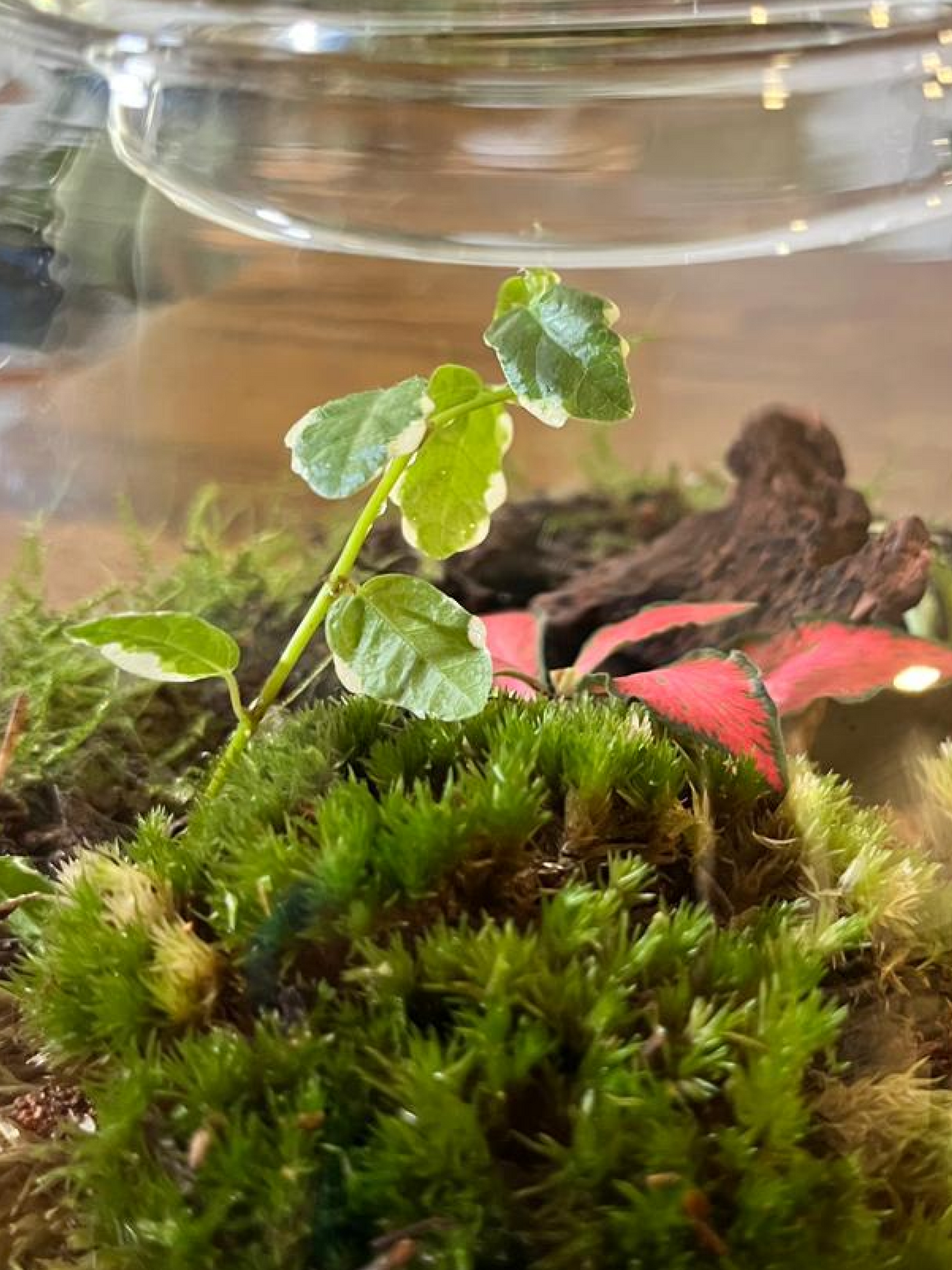 Elegant Calm Valley terrarium with moss, driftwood, and miniature plants by Lilli Plants Dubai
