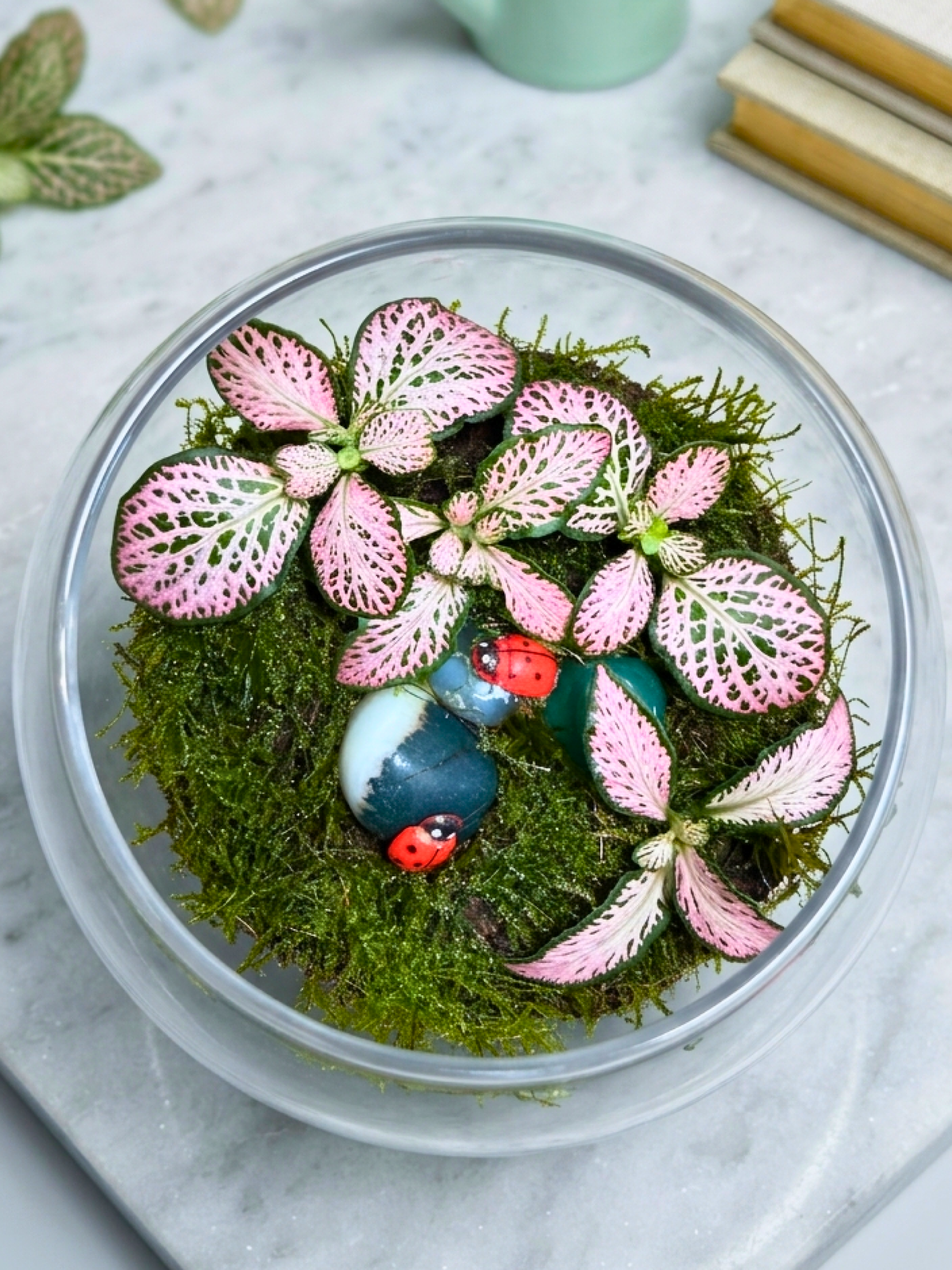 Luxury mini terrarium with red Fittonia and moss in a glass bowl. Perfect indoor plant gift in Dubai from Lilli Plants.
