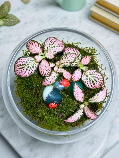 Luxury mini terrarium with red Fittonia and moss in a glass bowl. Perfect indoor plant gift in Dubai from Lilli Plants.