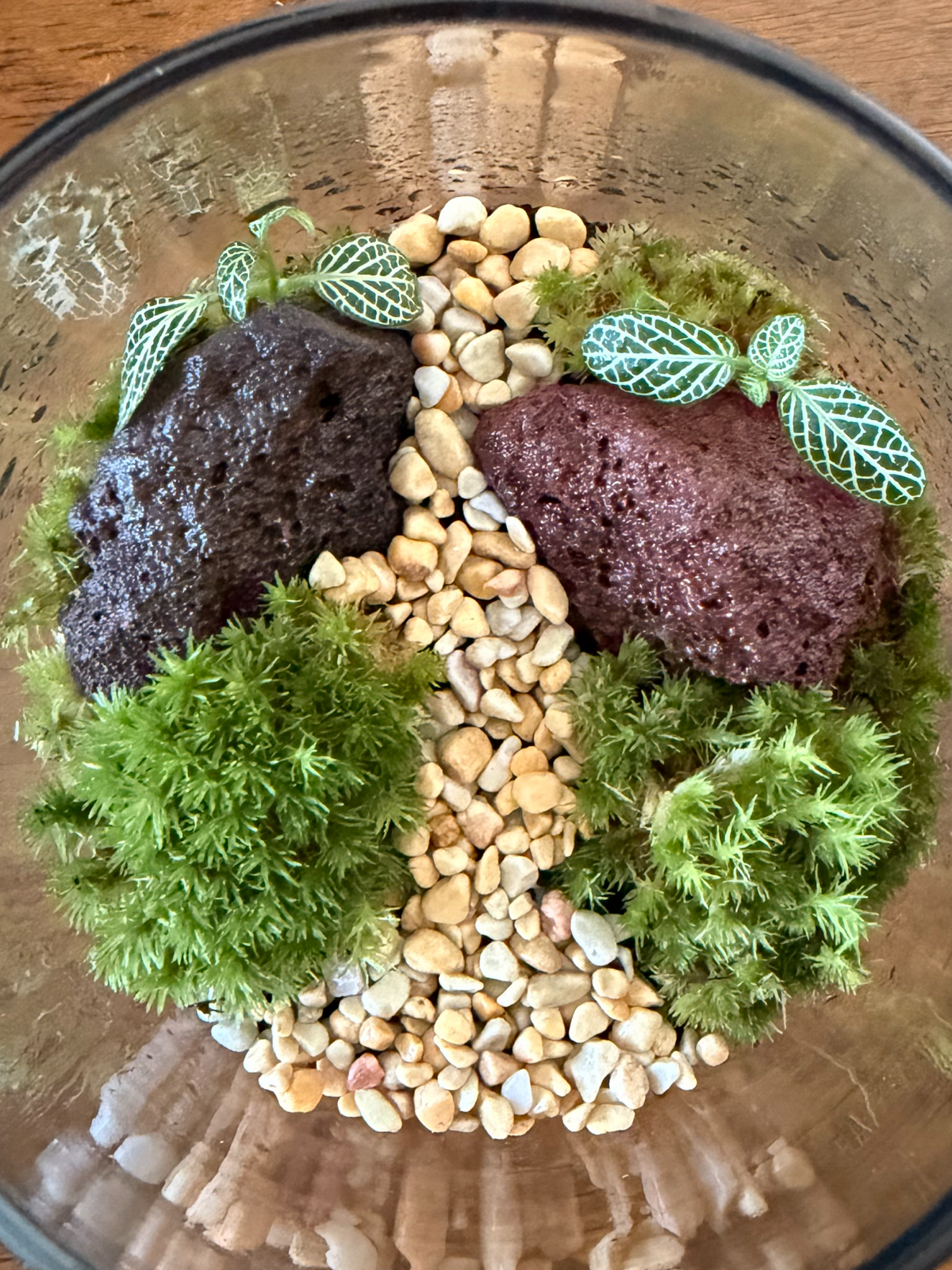 Close-up of lush green cushion moss and red lava rock in a clear glass vessel by Lilli Plants
