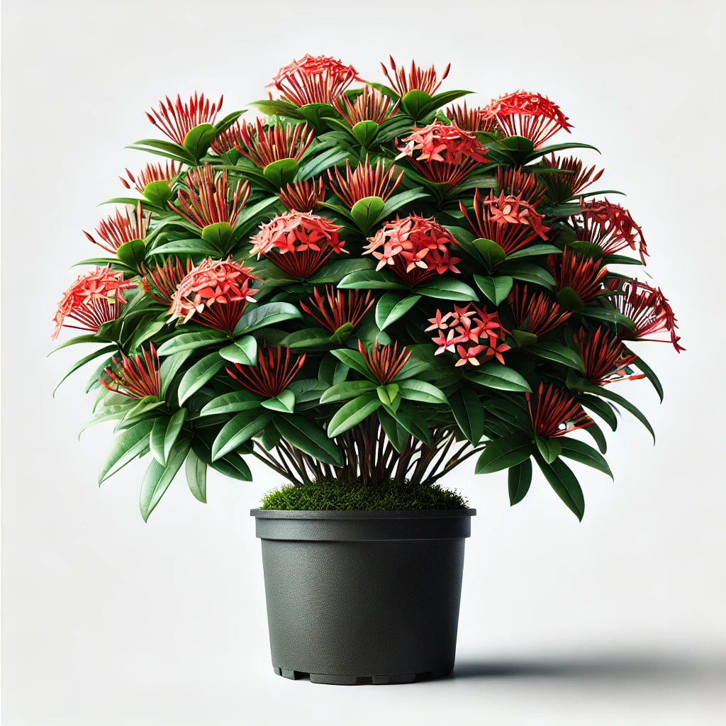 Ixora Chinensis