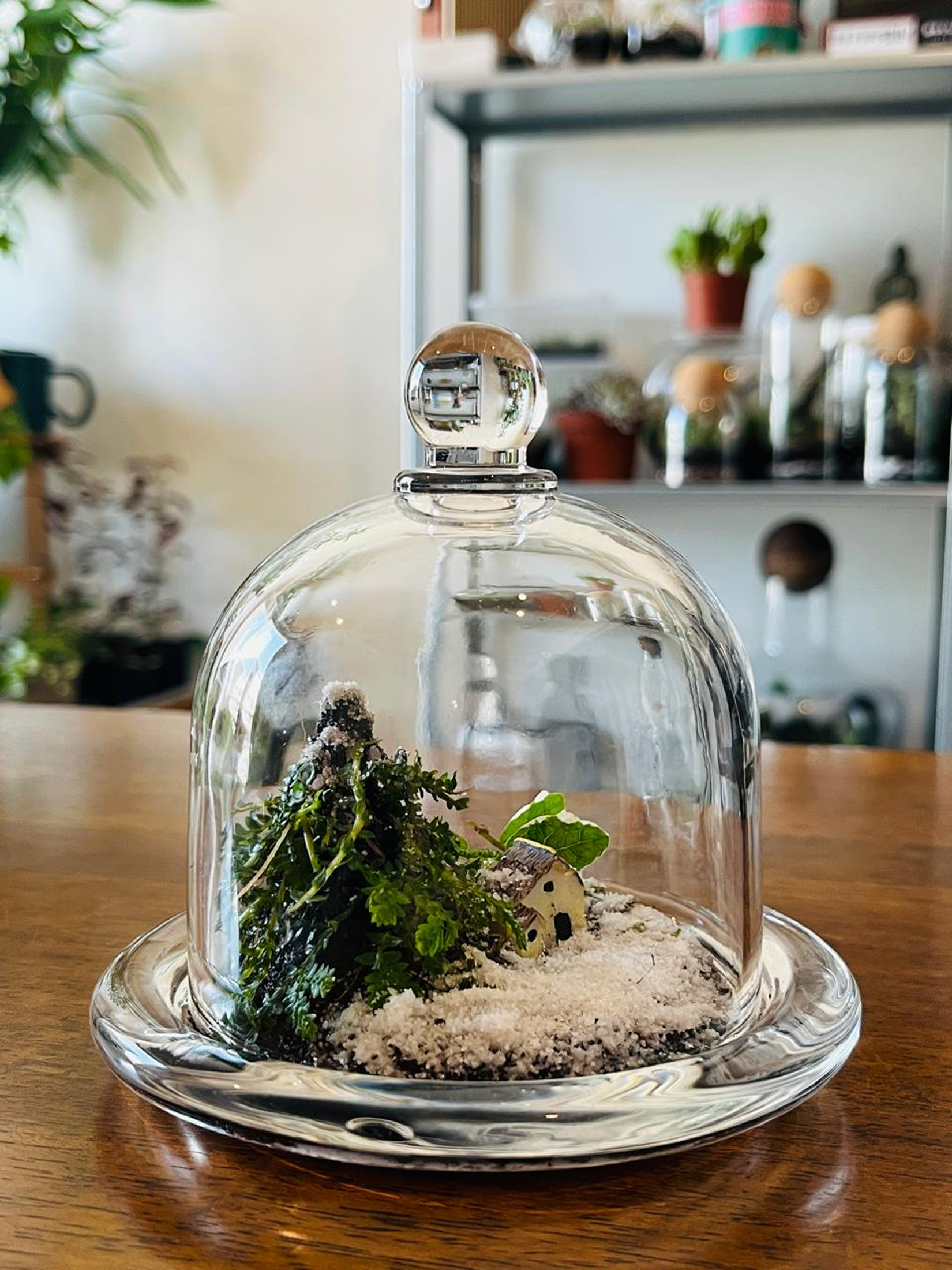 Luxury handcrafted Evergreen Christmas Terrarium UAE – natural living gift with moss, Selaginella, and Ficus pumila inside clear dome