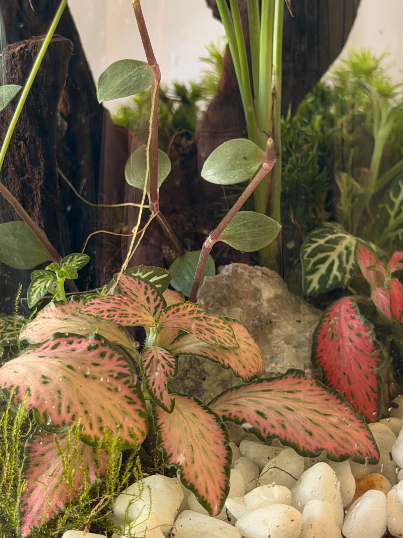 terrarium in Dubai featuring Blue Star Fern, Fittonia, and natural driftwood.