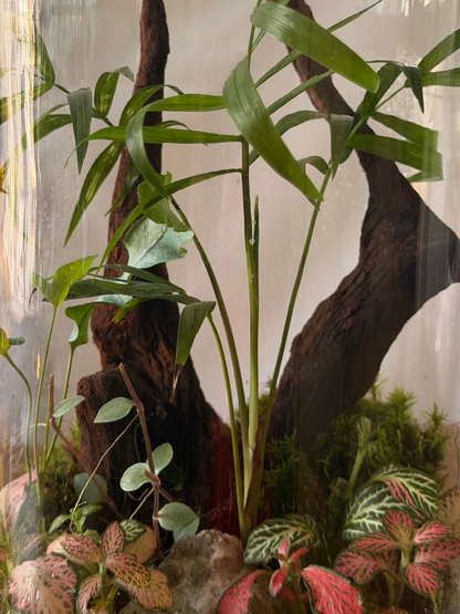 Cylinder Terrarium by Lilli Plants Dubai with Parlor Palm, moss, and driftwood.