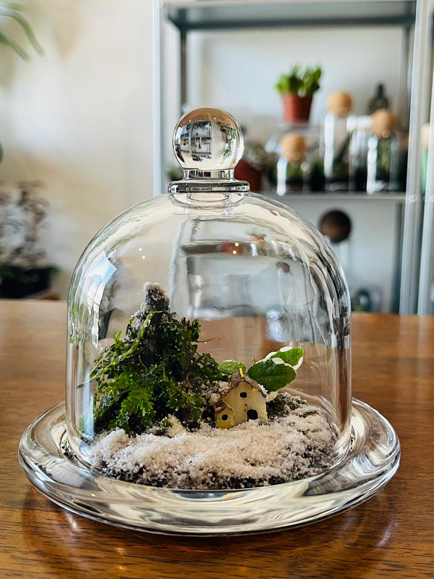 Evergreen Christmas Dome Terrarium - Handcrafted Christmas terrarium with Selaginella and Ficus pumila in glass dome – elegant holiday gift from Lilli Plants UAE