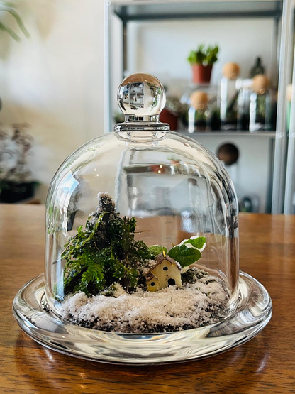 Evergreen Christmas Dome Terrarium - Handcrafted Christmas terrarium with Selaginella and Ficus pumila in glass dome – elegant holiday gift from Lilli Plants UAE