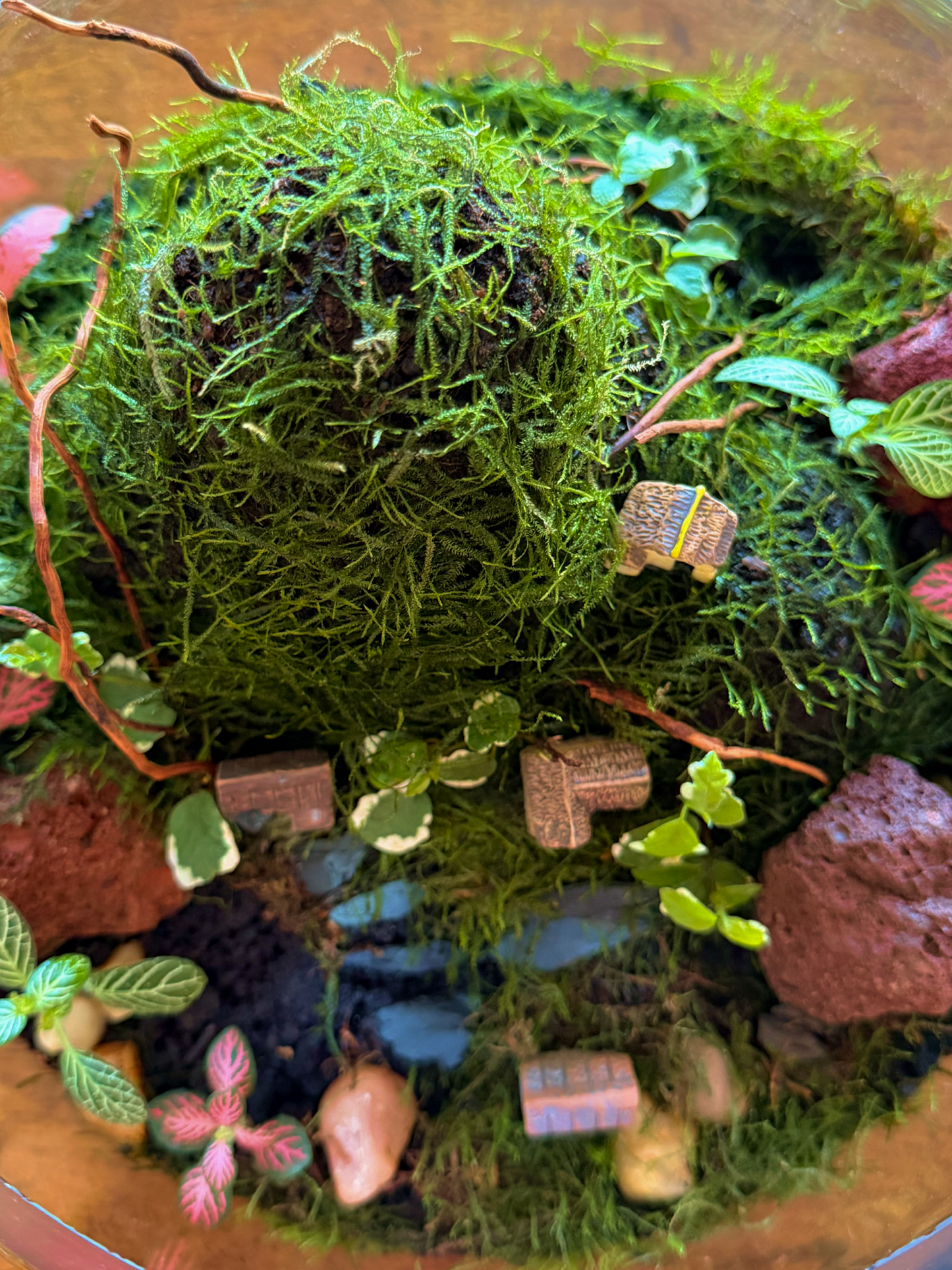 Variegated Ficus pumila spreading across moss hills in Evergreen Hamlet Terrarium