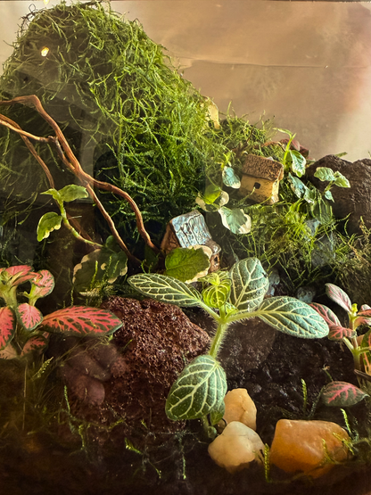 Close-up of red and green Fittonia plants inside Evergreen Hamlet Terrarium – Dubai luxury décor