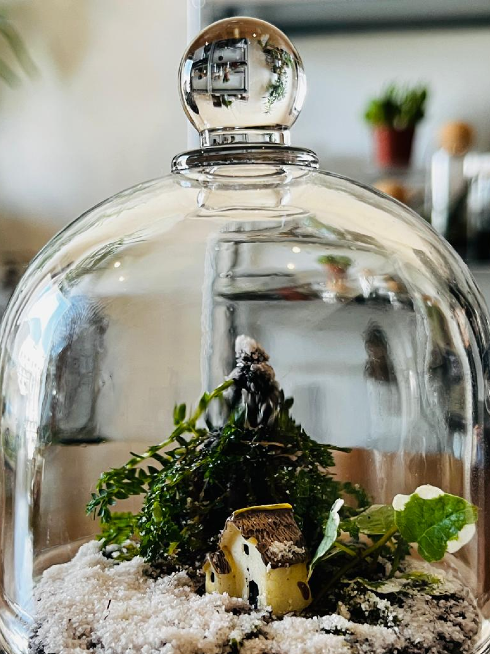 Lilli Plants Christmas glass dome terrarium featuring Selaginella, Ficus pumila, and snow accents – sustainable festive home décor - Buy Online Dubai