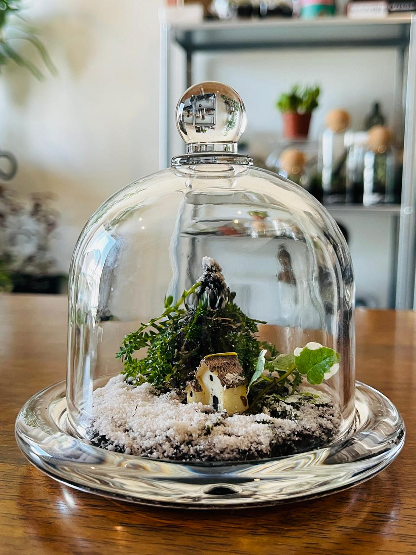 Eco-friendly Evergreen Terrarium Dubai – living Christmas décor with lush greenery and miniature cottage by Lilli Plants