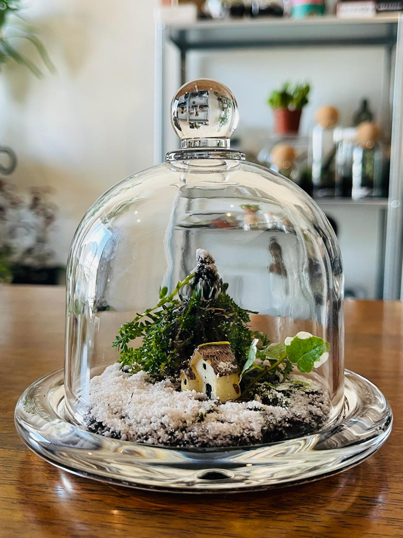 Eco-friendly Evergreen Terrarium Dubai – living Christmas décor with lush greenery and miniature cottage by Lilli Plants