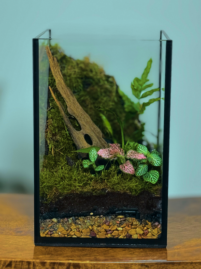 Mossy terrarium with a wooden Piece and plants on a wooden surface.- Buy Terrarium Dubai-Lilli Plants