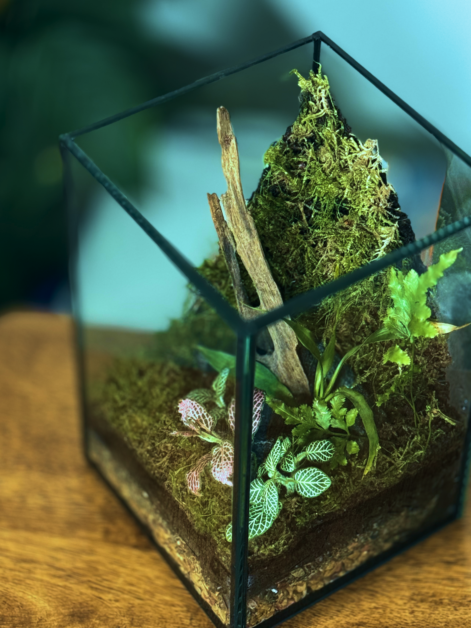 Small terrarium with plants and a piece of wood inside a glass container on a wooden surface. Buy In Dubai 