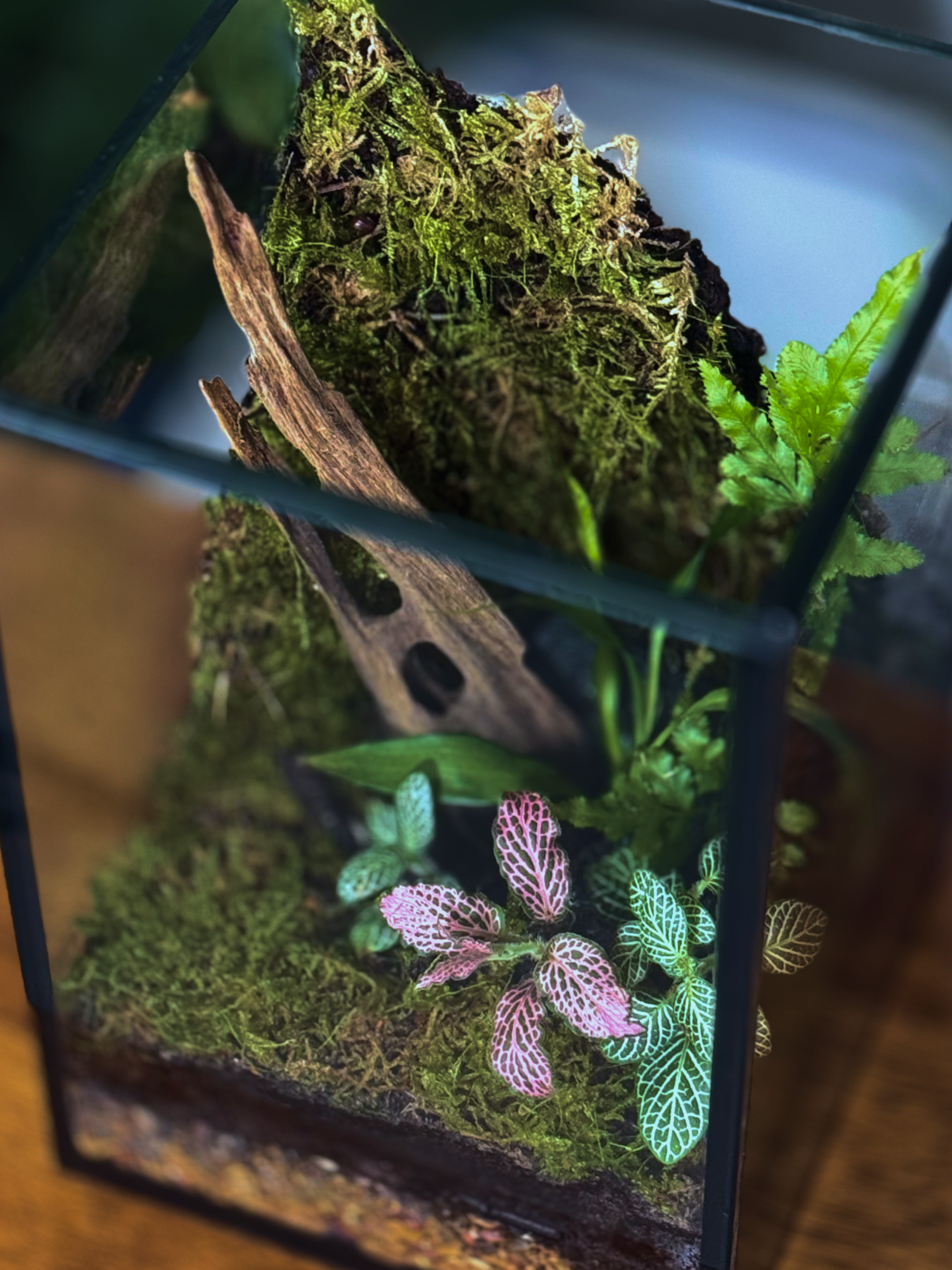 Terrarium with plants and moss inside a glass container-Dubai