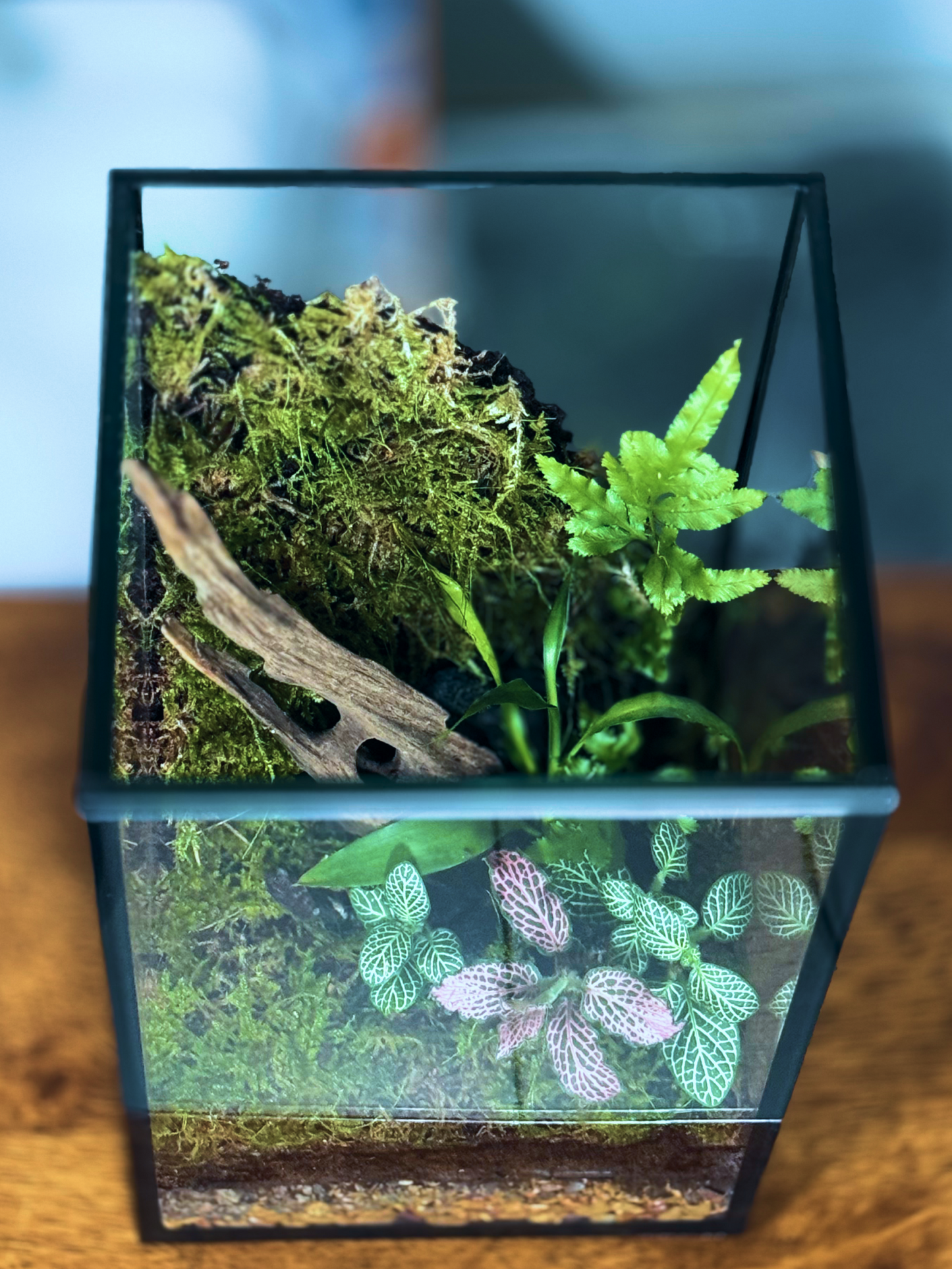 Small terrarium with plants and a piece of wood on a wooden surface. Buy In Dubai-UAE