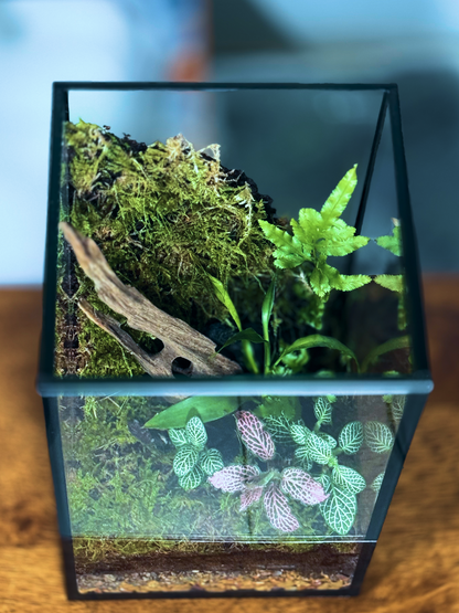 Small terrarium with plants and a piece of wood on a wooden surface. Buy In Dubai-UAE