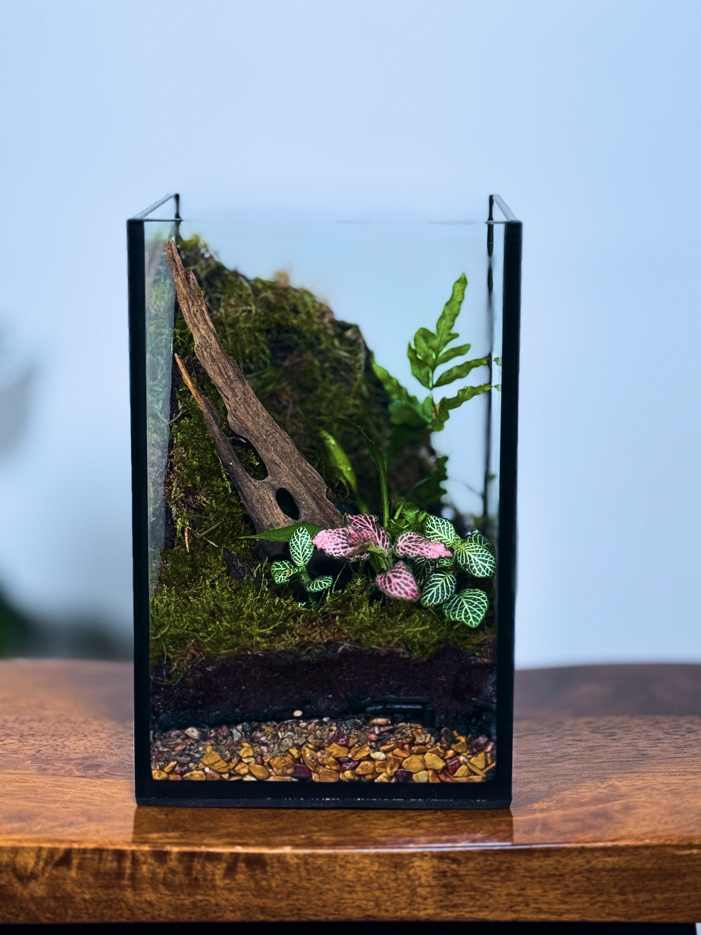 Glass terrarium with plants, in Dubai