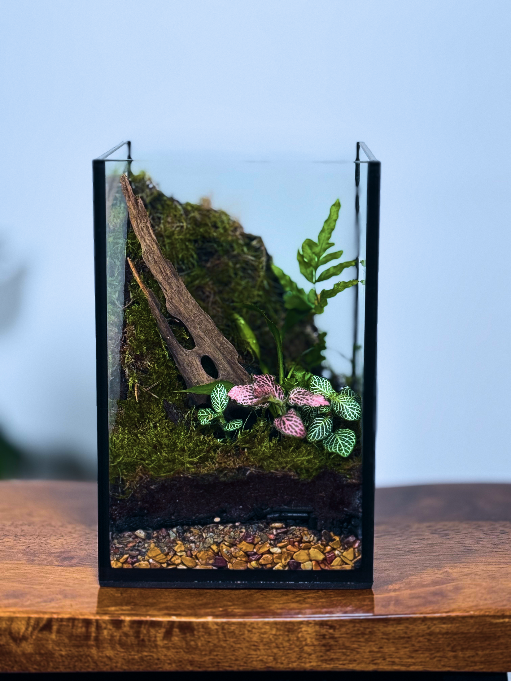 Glass terrarium with plants, in Dubai