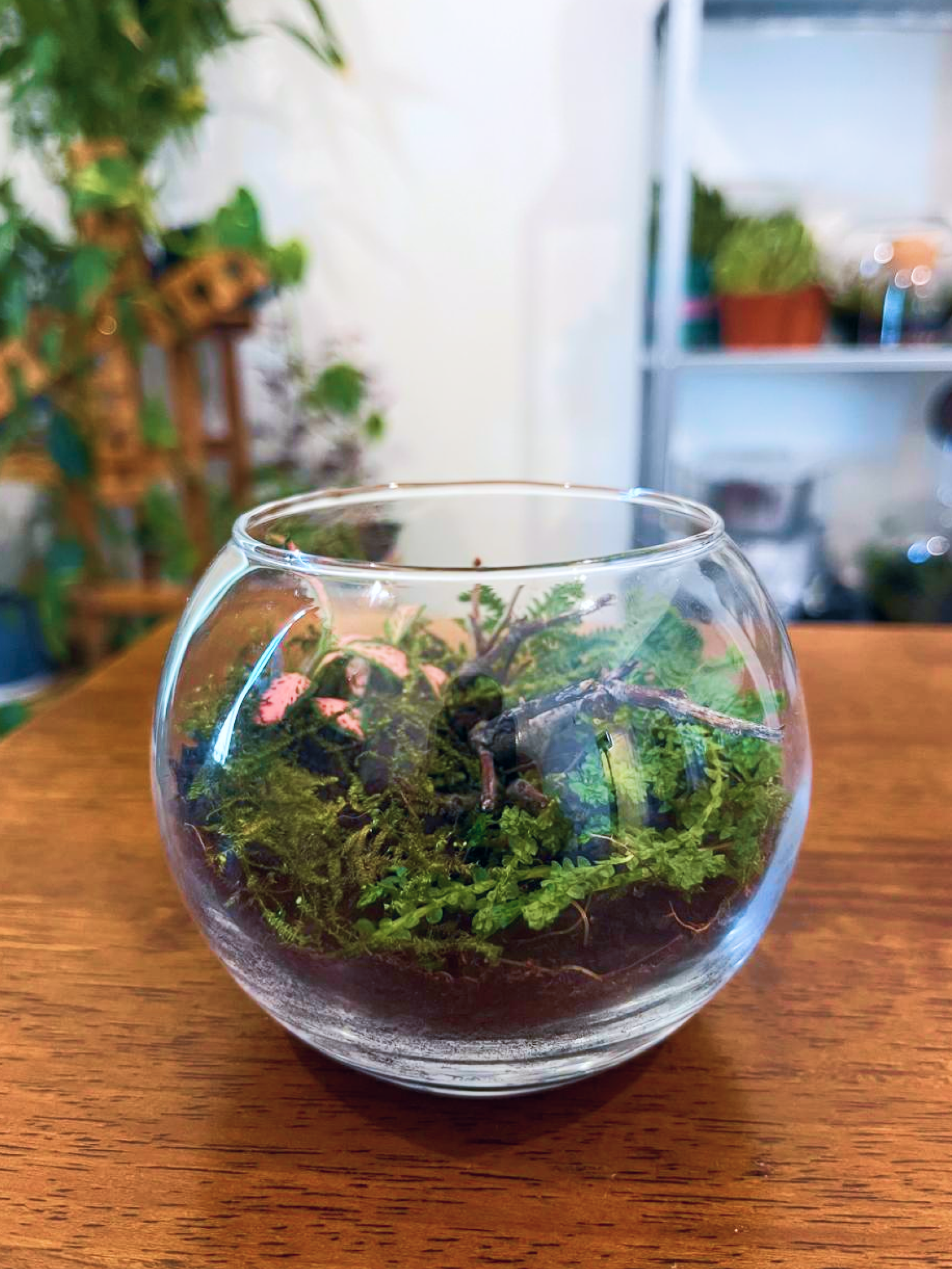 Forest Terrarium by Lilli Plants featuring moss, Fittonia, Selaginella, and small spider wood branches in a glass bowl.