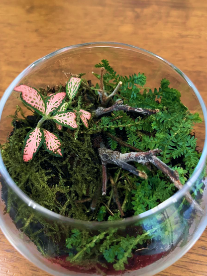 Forest Terrarium by Lilli Plants DUBAI