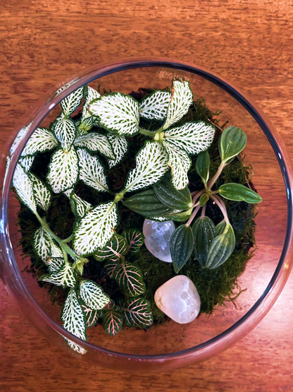 Eco-friendly living décor terrarium gift for birthdays and anniversaries – Fortune Bloom by Lilli Plants Dubai.