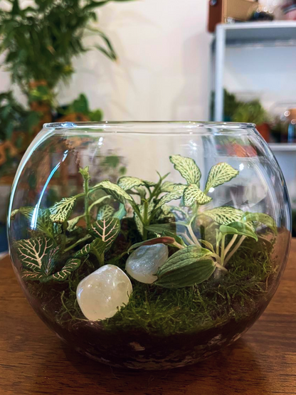 Close-up of Fortune Bloom Terrarium with red and green Fittonia, Peperomia, and decorative white pebbles.