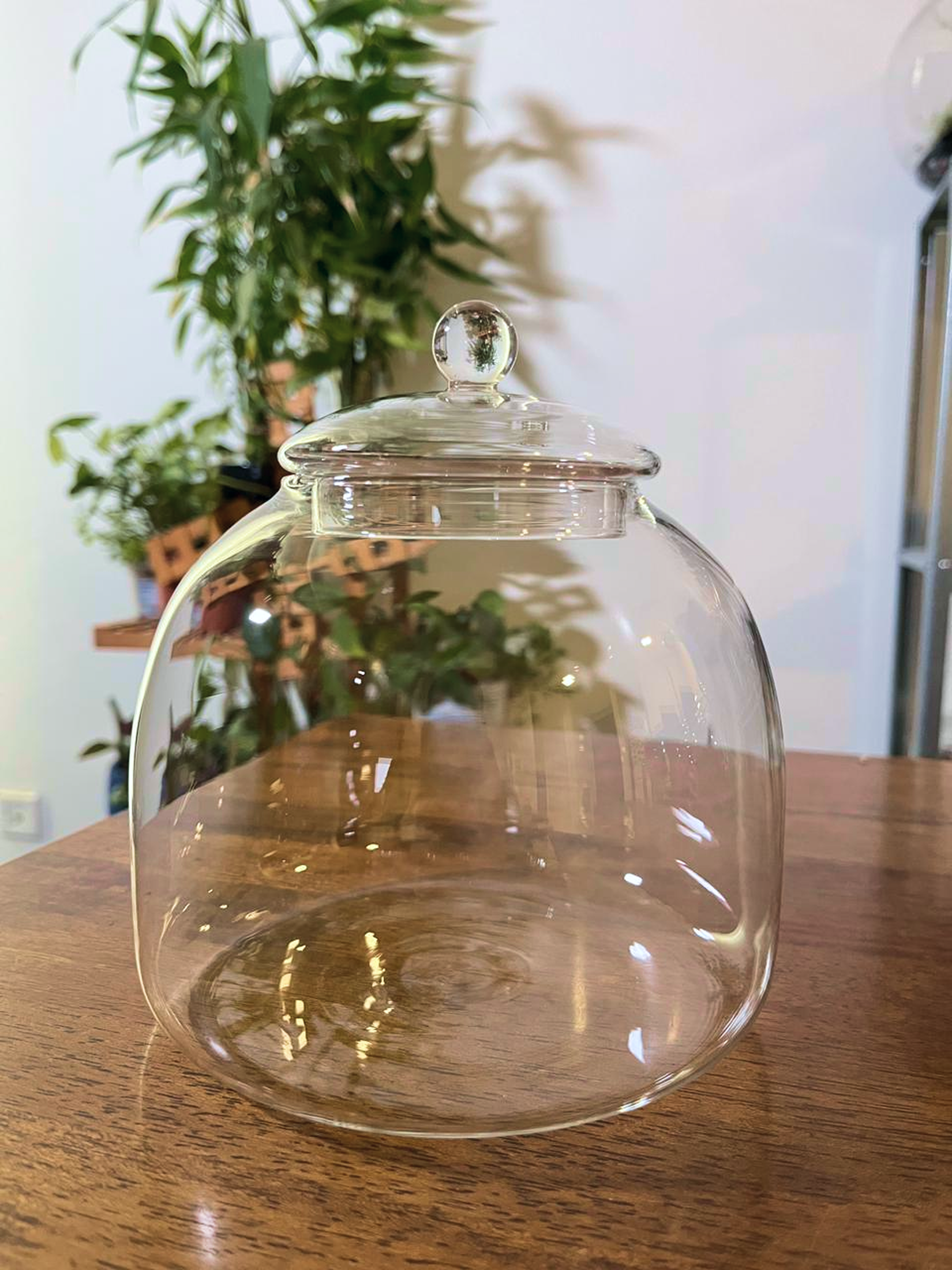 Premium glass terrarium bowl ideal for moss and tropical plant terrariums