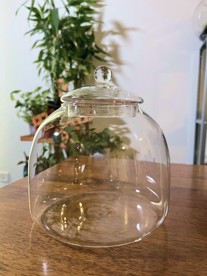 Premium glass terrarium bowl ideal for moss and tropical plant terrariums