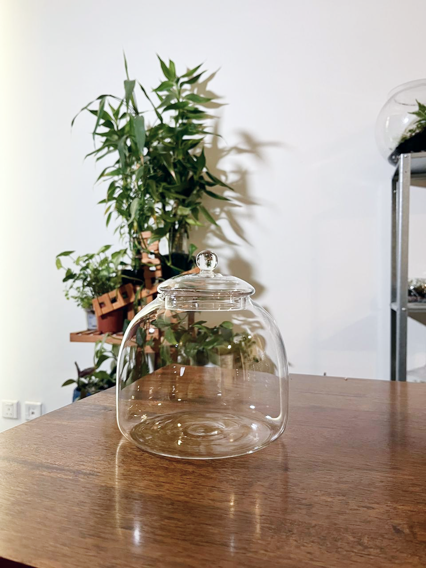 Lilli Plants glass terrarium bowl designed by terrarium experts in Dubai