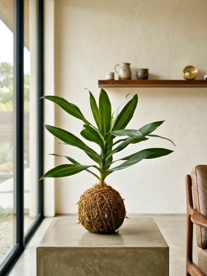 Green gold dracaena reflexa kokedama placed on wooden table indoor setting UAE