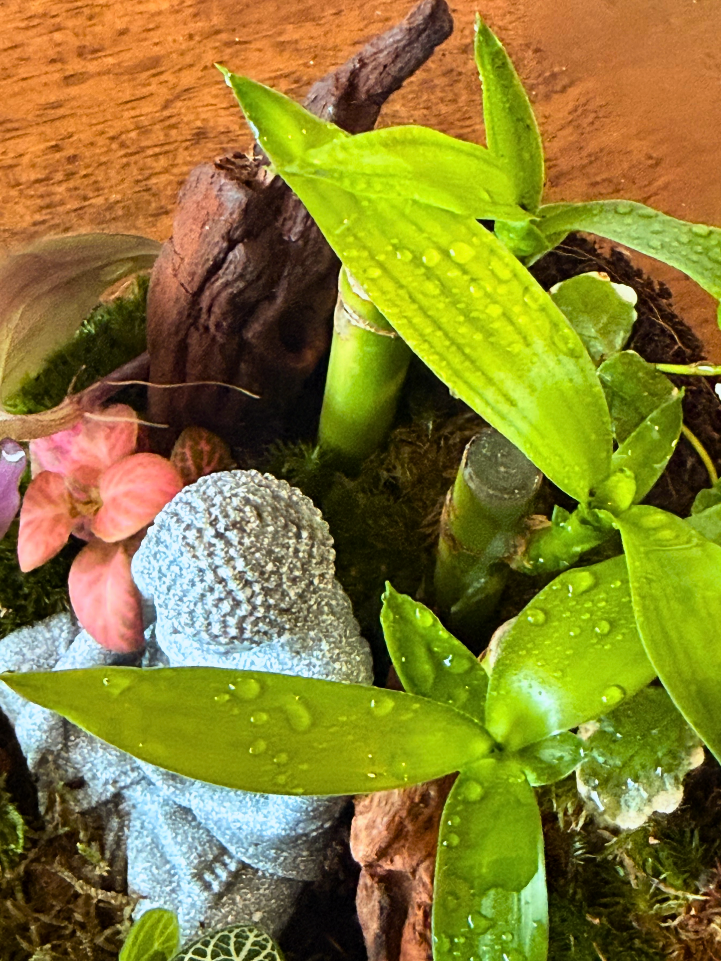 Lilli Plants Buddha terrarium for gifting meditation and office decor UAE